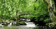 Nature Forest GIF - Nature Forest River GIFs