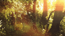 Magical Melody Forest GIF - Magical Melody Forest Nature GIFs