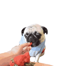 eating strawberry the pet collective eating biting feeding pug