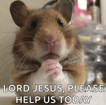 a hamster is praying with the words " lord jesus please help us today " below it