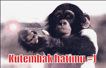 a chimpanzee is pointing a gun at the camera with the words `` kutembak hatimu '' written below it .