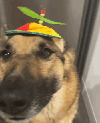 Dog helicopter hat best sale