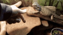 Can Bearded Dragons Use Eco Earth GIF - Can Bearded Dragons Use Eco Earth GIFs
