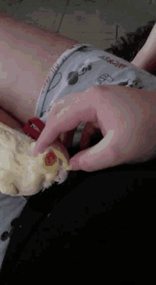 a person in a mickey mouse shorts is holding a small bird