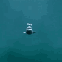 Hello GIF - Hello Dolphin Hey GIFs