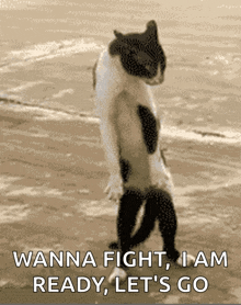 Smooth Criminal Cat GIF - Smooth Criminal Cat Dance GIFs