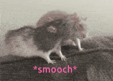 Rat Rats GIF - Rat Rats Smooch GIFs