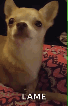 Lame Chihuahua GIF - Lame Chihuahua Yawn GIFs