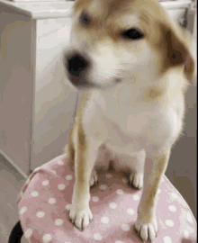 a brown and white dog standing on a pink and white polka dot blanket