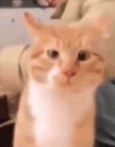 a close up of an orange and white cat sitting on a couch looking at the camera .
