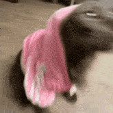 Cat Cool GIF - Cat Cool Pink Hoodie GIFs