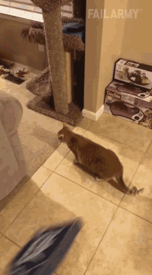 Cat Did Not See That Coming GIF - Cat Did Not See That Coming Shocked GIFs