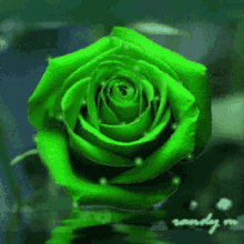 Green Color GIF