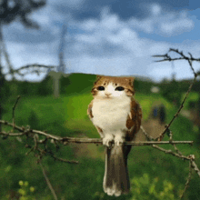 a bird with a cat 's face is perched on a tree branch