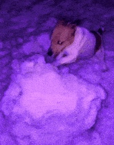 a dog is playing in the snow with a large pile of snow