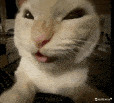 a close up of a cat 's face with its tongue hanging out