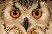 Owl Stare GIF - Owl Stare What GIFs