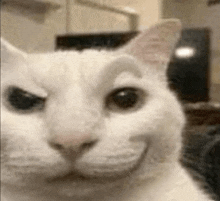 a close up of a white cat making a funny face while looking at the camera .