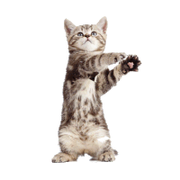 Cat Dance Cute Sticker