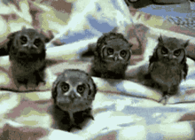 Night Owls GIF