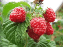 Raspberry Red GIF - Raspberry Red Purple GIFs