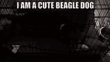 beagle dog clay the beagle hound dog cute dog gif beagle