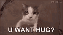 Hugs Cats GIF - Hugs Cats You Want Hug GIFs