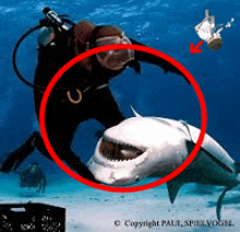 Shark GIF - Shark GIFs