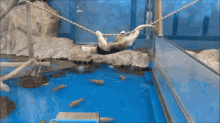 a monkey is hanging upside down in a cage with fish in it