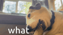 a dog chewing on a bone with the word what written in white