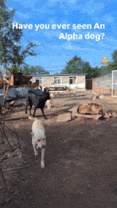 a group of dogs are standing in a dirt area with the caption " have you ever seen an alpha dog "