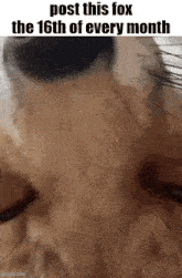 a close up of a fox 's face with the words post this fox the 16th of every month