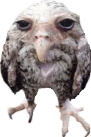 Owl Funny Sticker - Owl Funny Meme Stickers