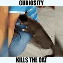 Curiosity Kills The Cat Funny Animals GIF