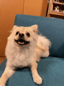 a small white dog is laying on a blue couch with its mouth open