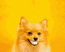 Dog Smile GIF - Dog Smile Smile GIFs