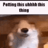 a close up of a dog 's face with the words petting this uhhhh this thing .