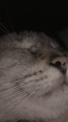 a close up of a cat 's nose with a dark background