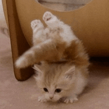a small kitten is laying on its back on the floor next to a cat house .