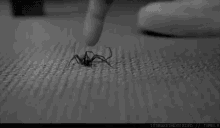 Bugs Spiders GIF - Bugs Spiders Finger GIFs