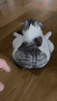 Cat Poke GIF - Cat Poke GIFs