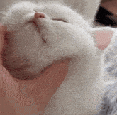 a close up of a person petting a white cat with its eyes closed
