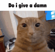a close up of a cat 's face with the caption `` do i give a damn '' .
