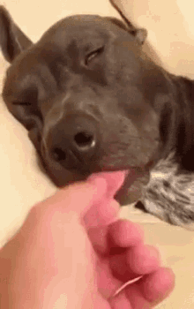 Funny Animals Pull GIF - Funny Animals Pull Tongue GIFs
