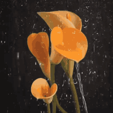 Rain Flower GIF - Rain Flower GIFs
