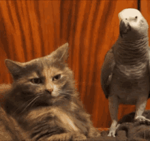 Annoy Cat GIF - Annoy Cat Parrot GIFs