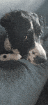 a black and white dog is laying on a blue couch