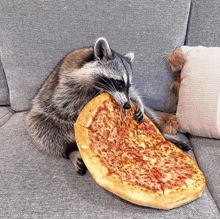 a raccoon is sitting on a couch eating a large pizza