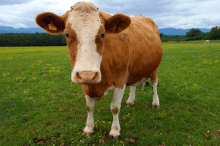 Nieem Cow GIF - Nieem Cow GIFs