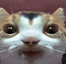Cat Meme Drool Cat GIF